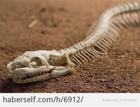 yılanın iskeleti
